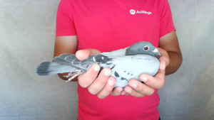 Pigeon image