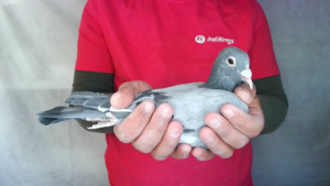 Pigeon image