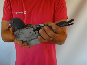 Pigeon image