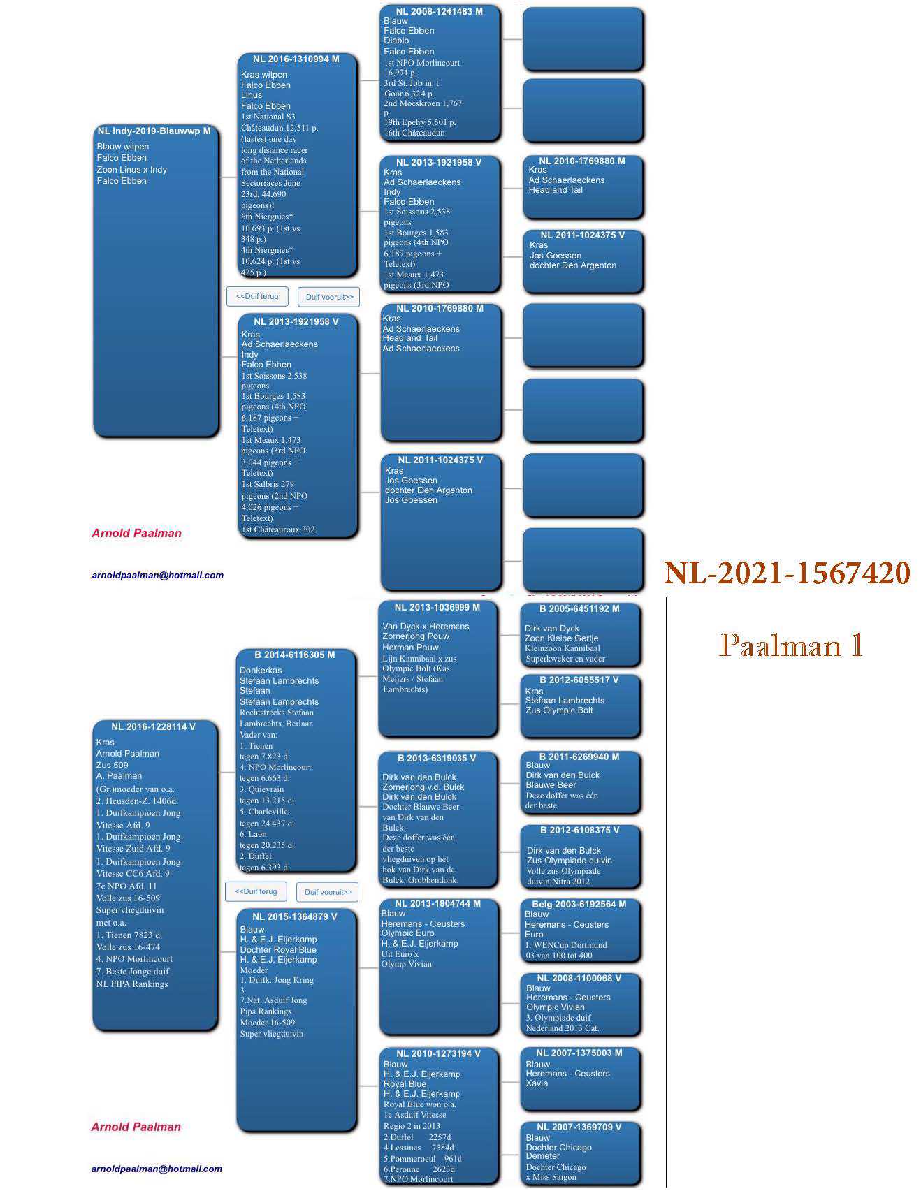 Pigeon pedigree image