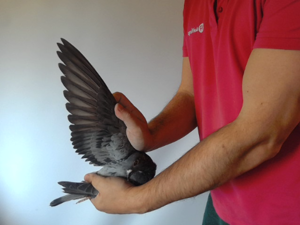 Pigeon image