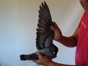 Pigeon image