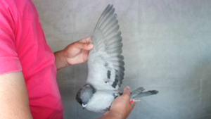 Pigeon image