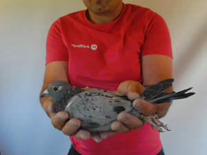 Pigeon image
