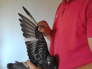 Pigeon image