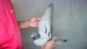 Pigeon image
