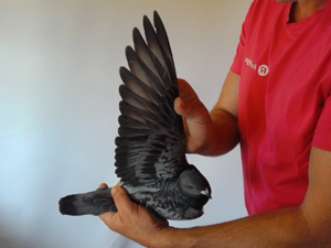 Pigeon image