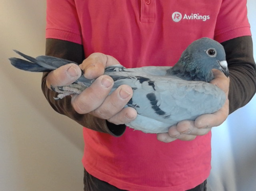 Pigeon image