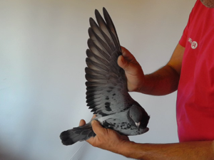 Pigeon image