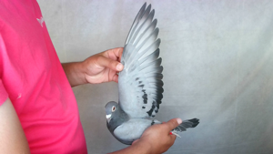 Pigeon image