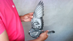 Pigeon image