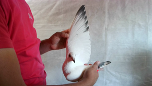 Pigeon image