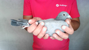 Pigeon image