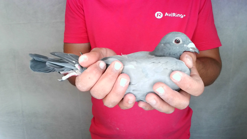 Pigeon image