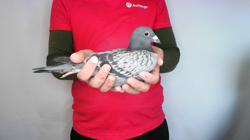 Pigeon image