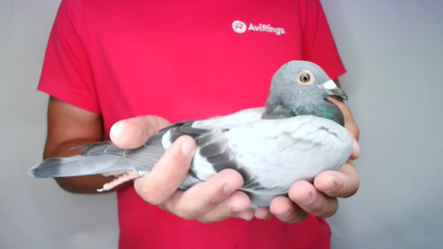 Pigeon image