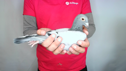 Pigeon image