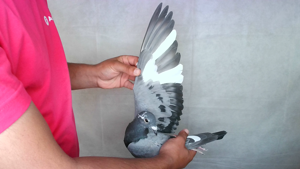 Pigeon image