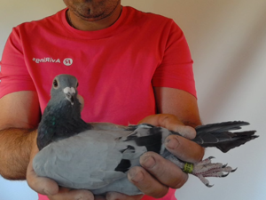 Pigeon image