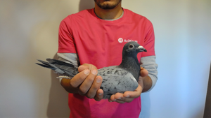 Pigeon image