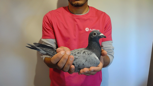 Pigeon image