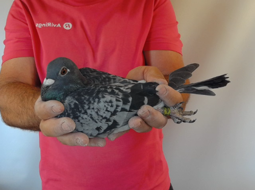 Pigeon image