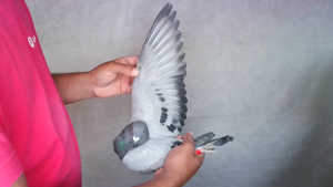 Pigeon image