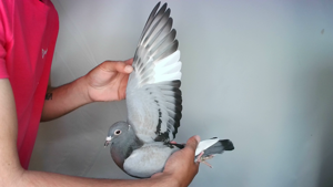 Pigeon image