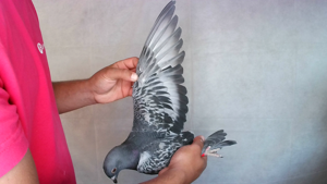 Pigeon image