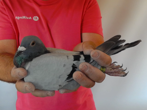 Pigeon image