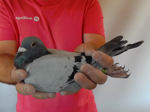 Pigeon image