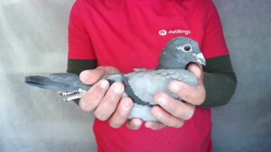 Pigeon image