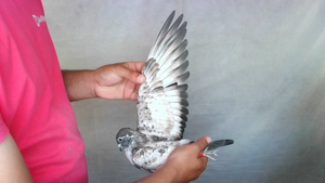 Pigeon image