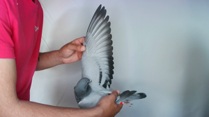 Pigeon image