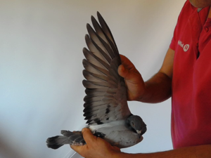 Pigeon image