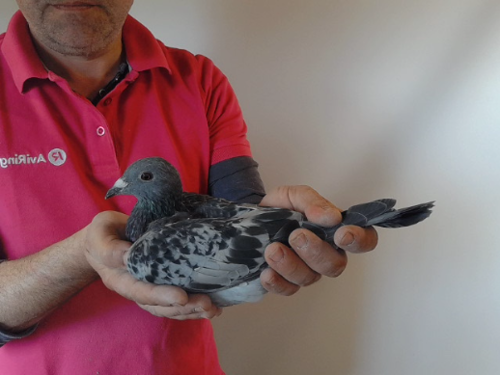 Pigeon image