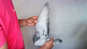 Pigeon image