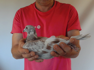 Pigeon image