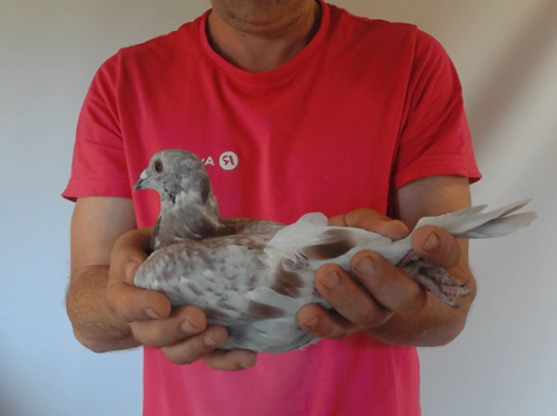 Pigeon image