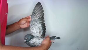 Pigeon image