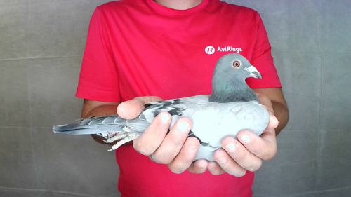 Pigeon image