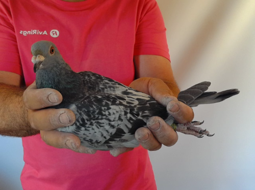 Pigeon image