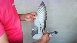Pigeon image
