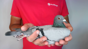 Pigeon image