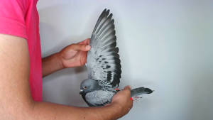 Pigeon image