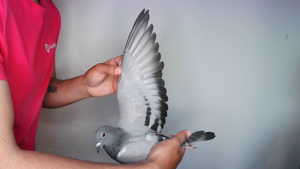 Pigeon image