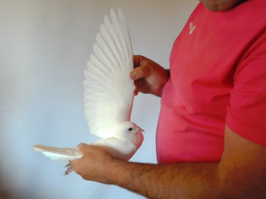 Pigeon image