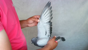 Pigeon image