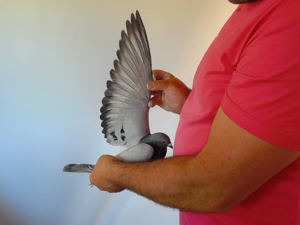 Pigeon image