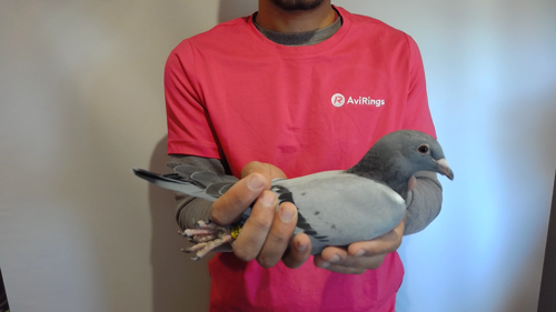 Pigeon image